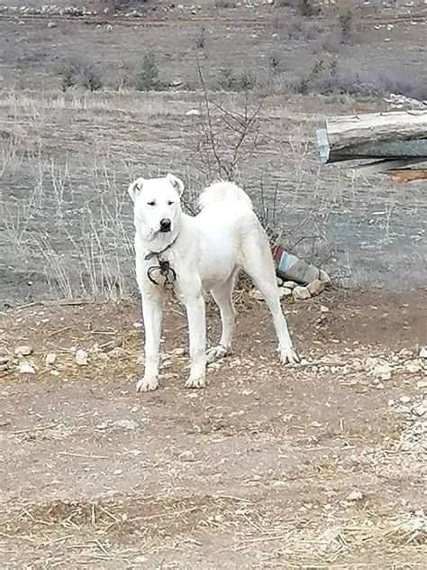 Ersen Akbaş Biyografisi foto galeri 3