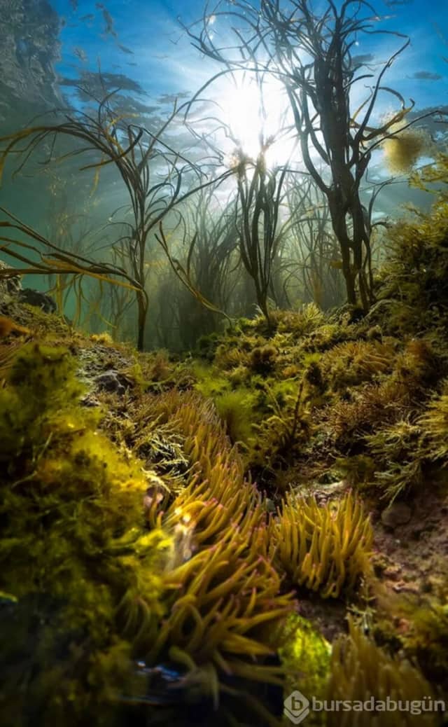 Su Talu Biyografisi foto galeri 2
