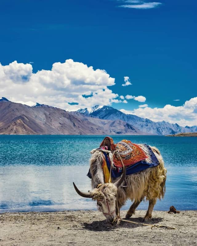 Tibet Sanlıman Biyografisi foto galeri 4